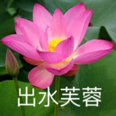 外媒：弘扬“上海精神”上合组织照亮未来之路